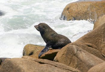 Cabo-Polonio-lobos-marinos-1