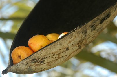 butiá